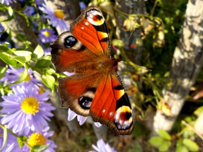 Orange White And Black Butterfly Perched On Flower photo