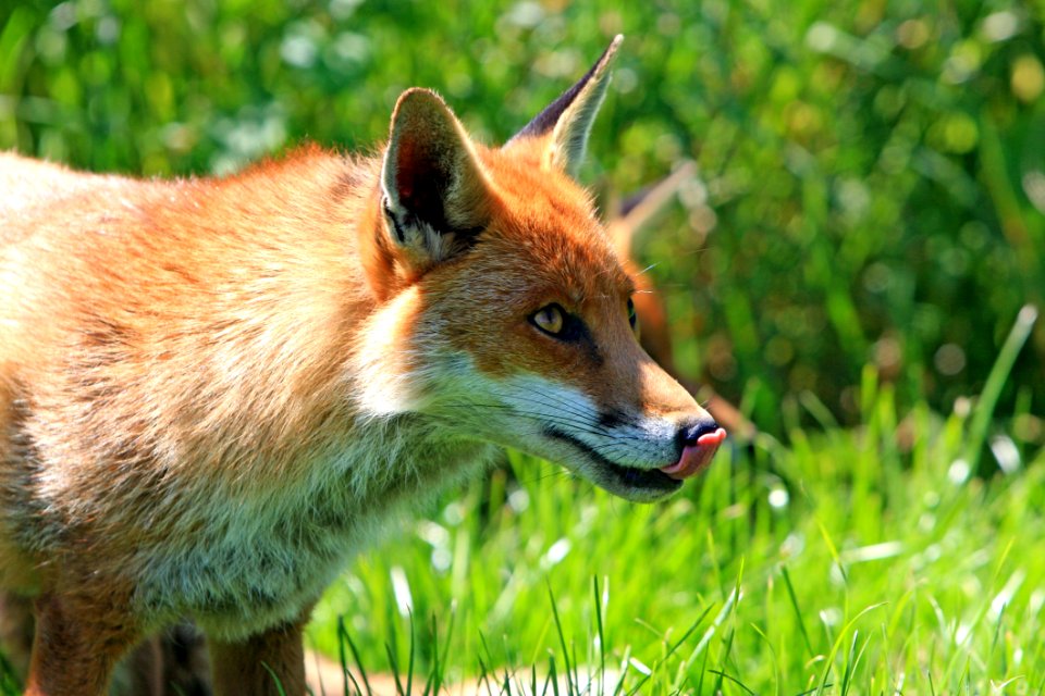 Fox Sticking Its Tongue