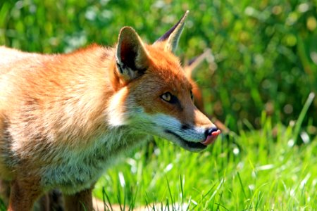 Fox Sticking Its Tongue photo