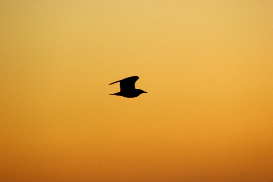 Seagull Silhouette