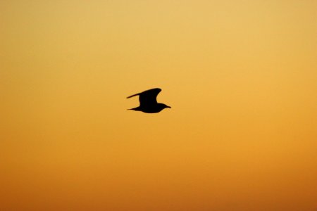 Seagull Silhouette photo