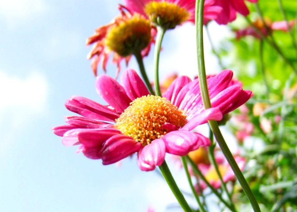 Pink Long And Layered Petaled Flower During Daytime