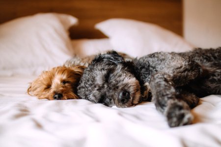 Two Cute Dogs Sleeping On Blanket photo