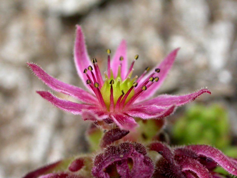 Purple Petaled Plant
