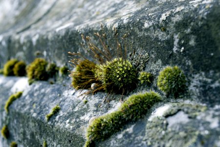 Green Moss On Concrete