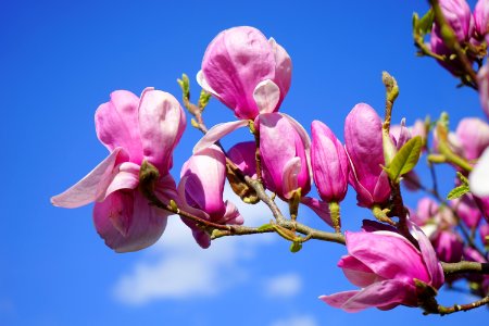 Pink Flower Under Blue Sky During Great Sunny Day photo