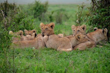 Tan Lionesses On Green Field During Daytime photo