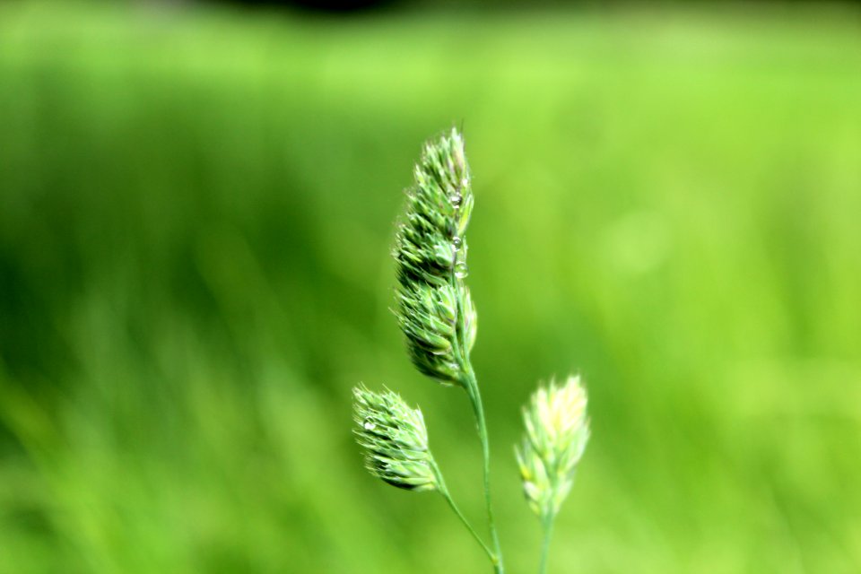 Grass Stalk