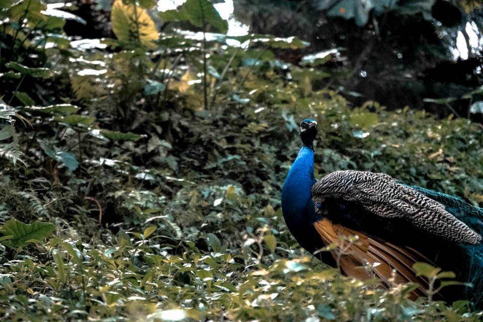 Blue Peacock On Green Grass Field During Daytime photo