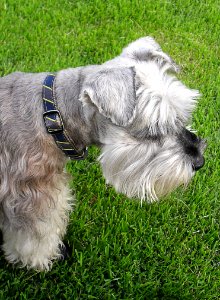 White And Grey Long Coat Dog photo