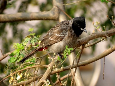 Brown Black Small Beak Bird On Brown Tree Branch During Daytime photo