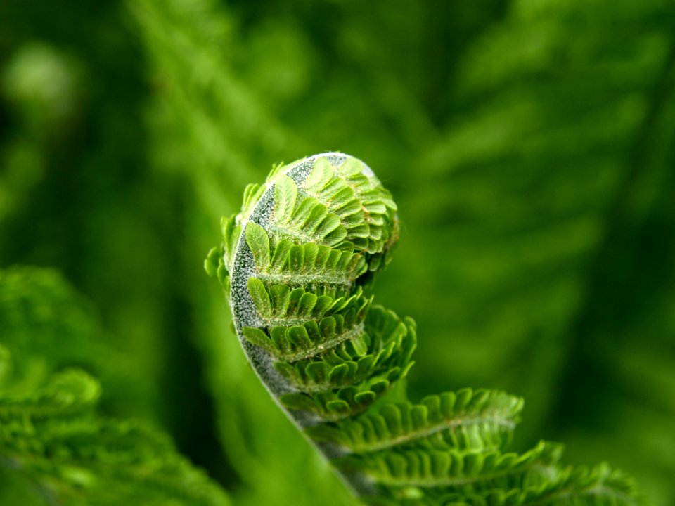 Green Fern Branch Curling