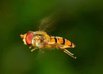 Orange And Yellow Insect photo
