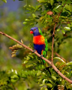 Blue Orange And Green Parrot Resting On Brown Branch photo