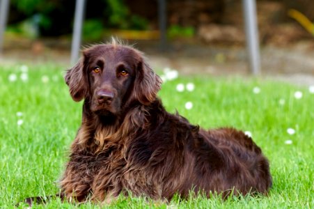 Brown Dog