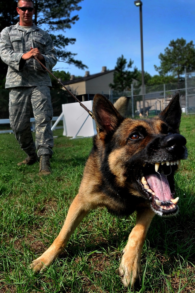 Bark barking training