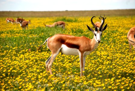 Springboks Stood In Flowery Meadow