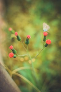 Butterfly On Flowers