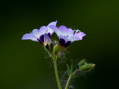 Macrophotography Of Purple Petal Flower
