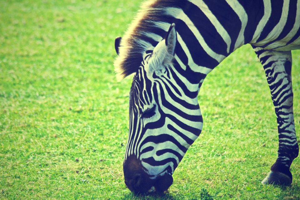 Zebra Grazing In Green Field