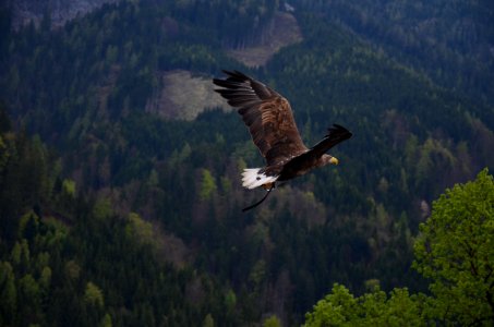 Brown And Black Flying Hawk photo