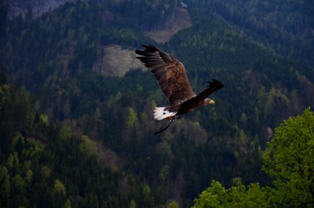 Brown And Black Flying Hawk