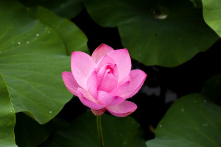 Pink Lotus Flower photo
