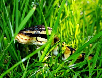 Black Yellow Snake On Green Grass photo