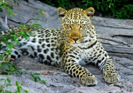 White Yellow And Black Spotted Leopard On Gray Stone During Daytime Near Green Leaves photo