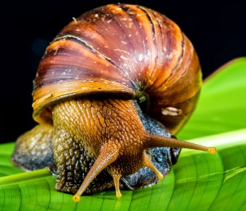 Snail On Leaf photo