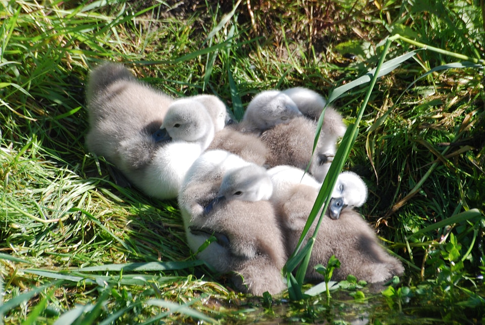 Young riverbank cygnets
