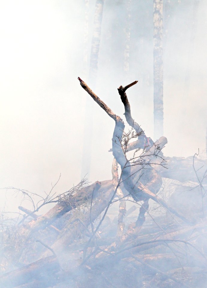Brown Drift Wood