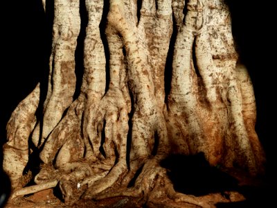 Brown Tree Root
