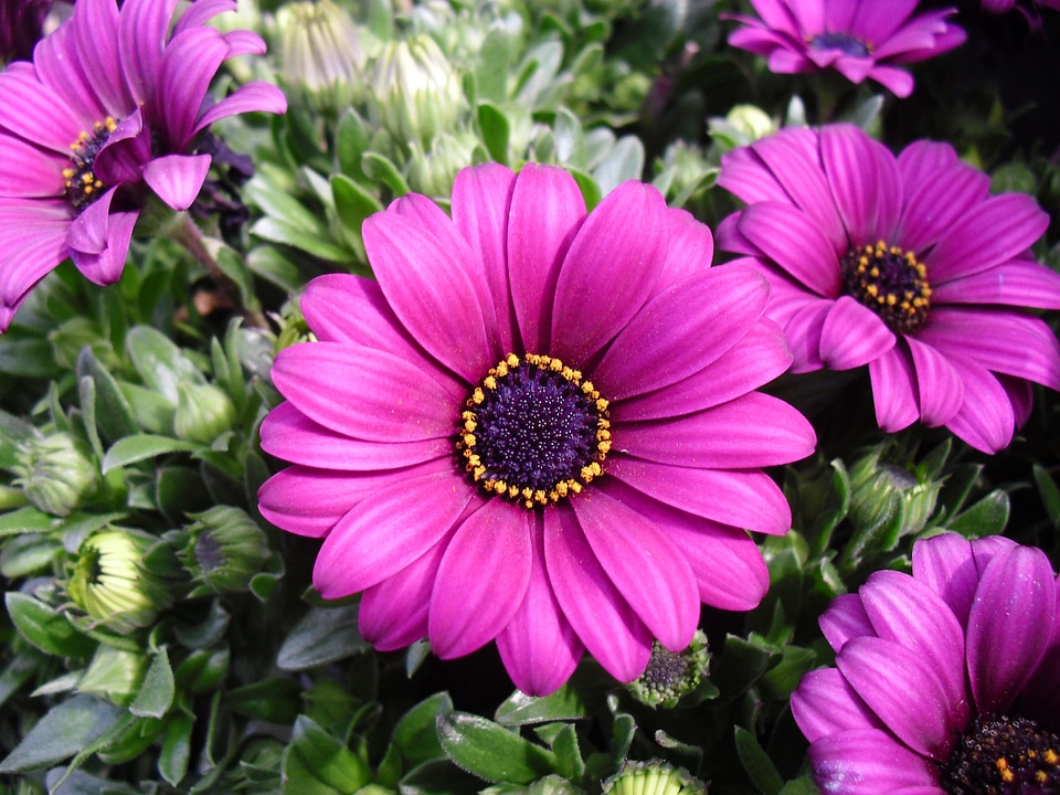 Anemone magenta margheritone