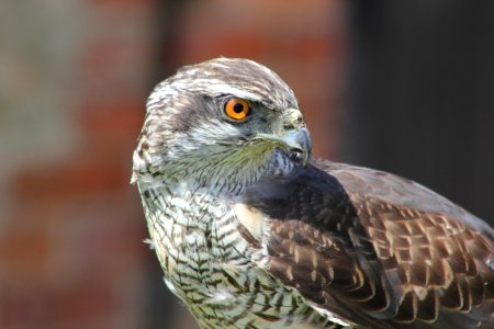 Hawk Portrait