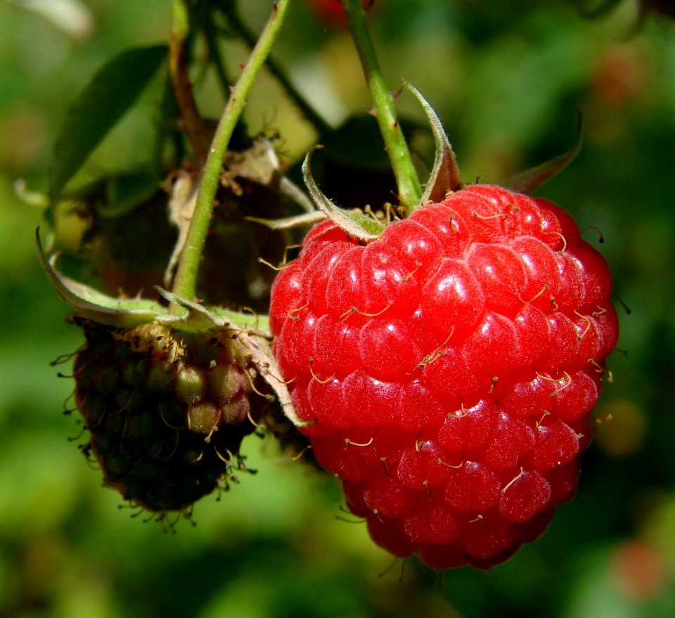 Red Raspberry On The Plant