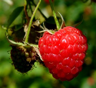 Red Raspberry On The Plant