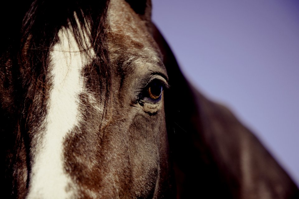 Horse Face In Focus Phography