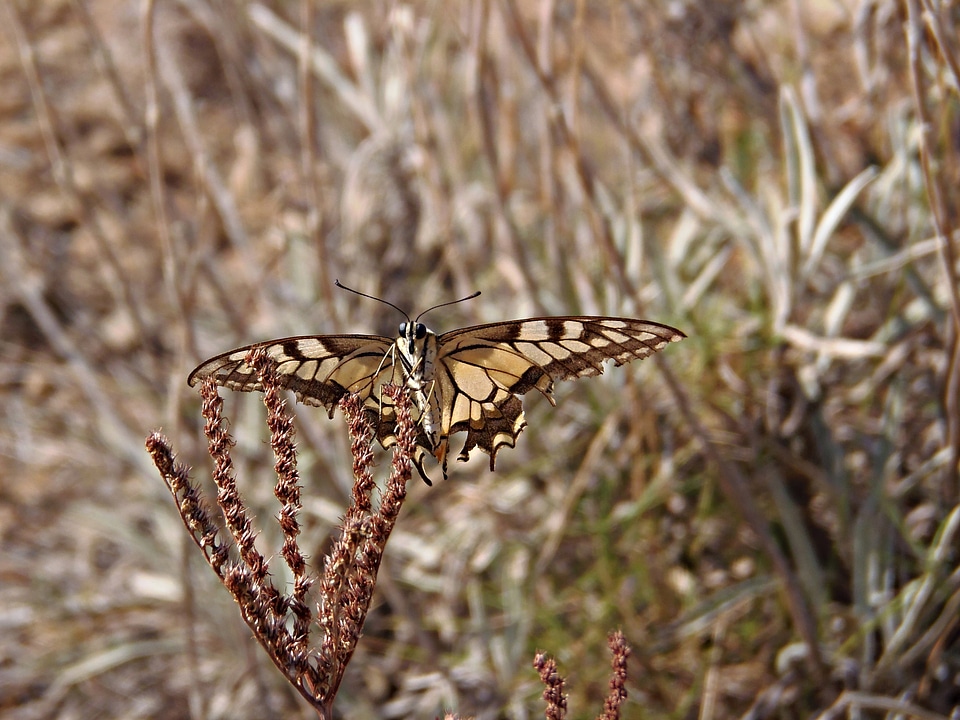 Balance nature insect