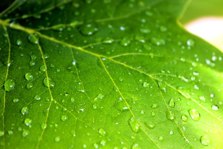 Maple Leaf With Raindrops