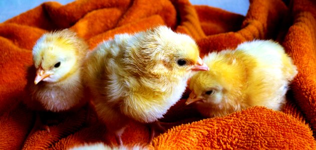 Cute Chicks Resting On Blanket