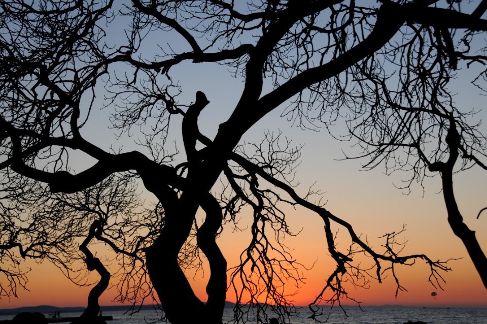 Tree Silhouette At Sunset