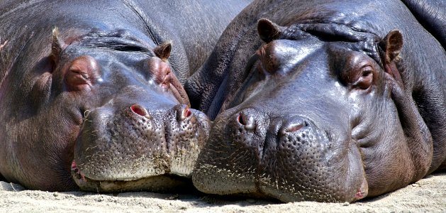 Black Hippopotamus Laying On Ground During Daytime photo