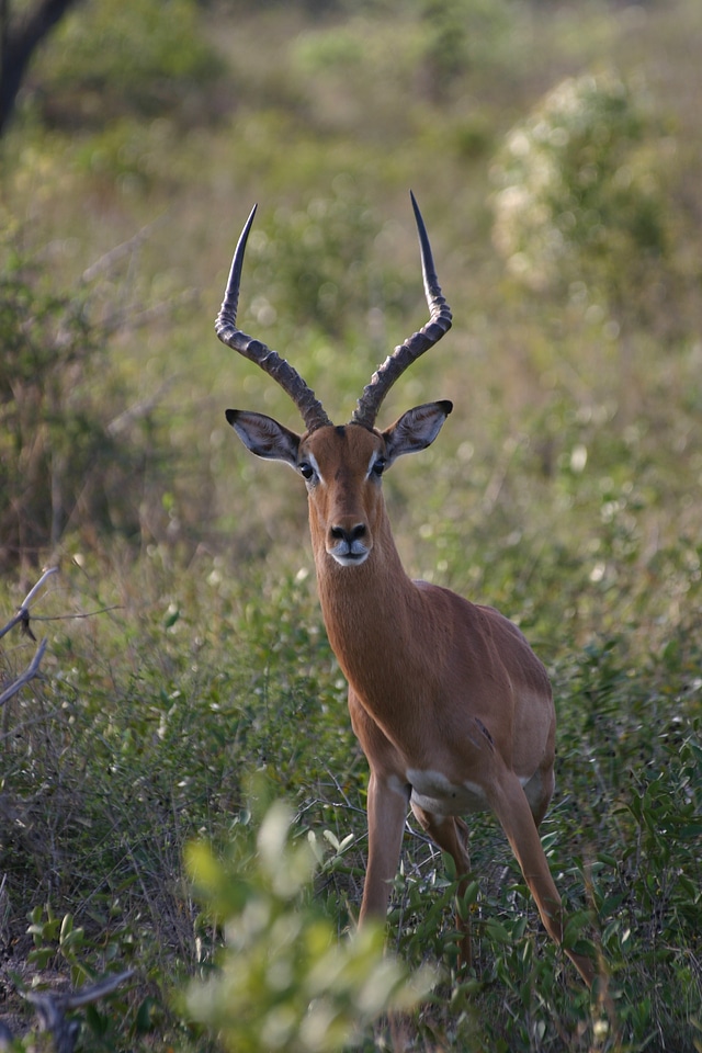 Mammal safari african antelope