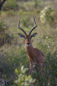 Mammal safari african antelope photo