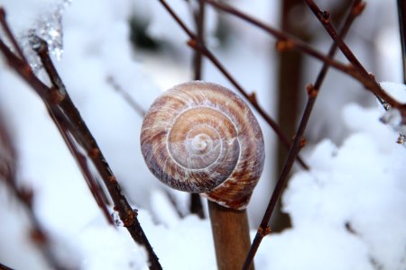 Snail Shell On Brown Tree Branch