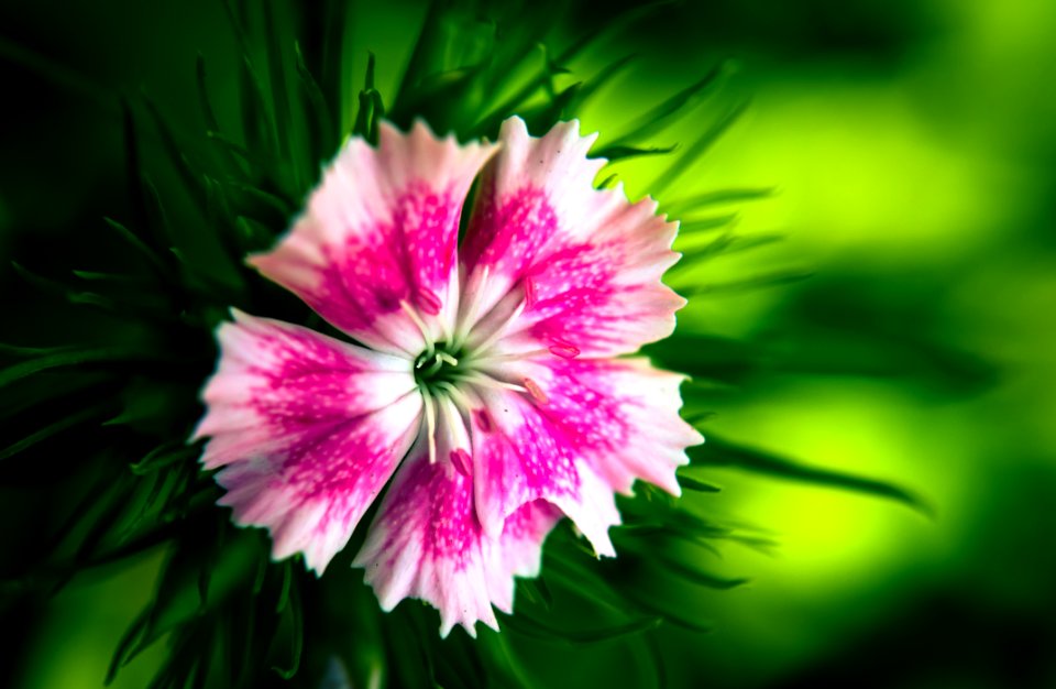 Pink White Flower