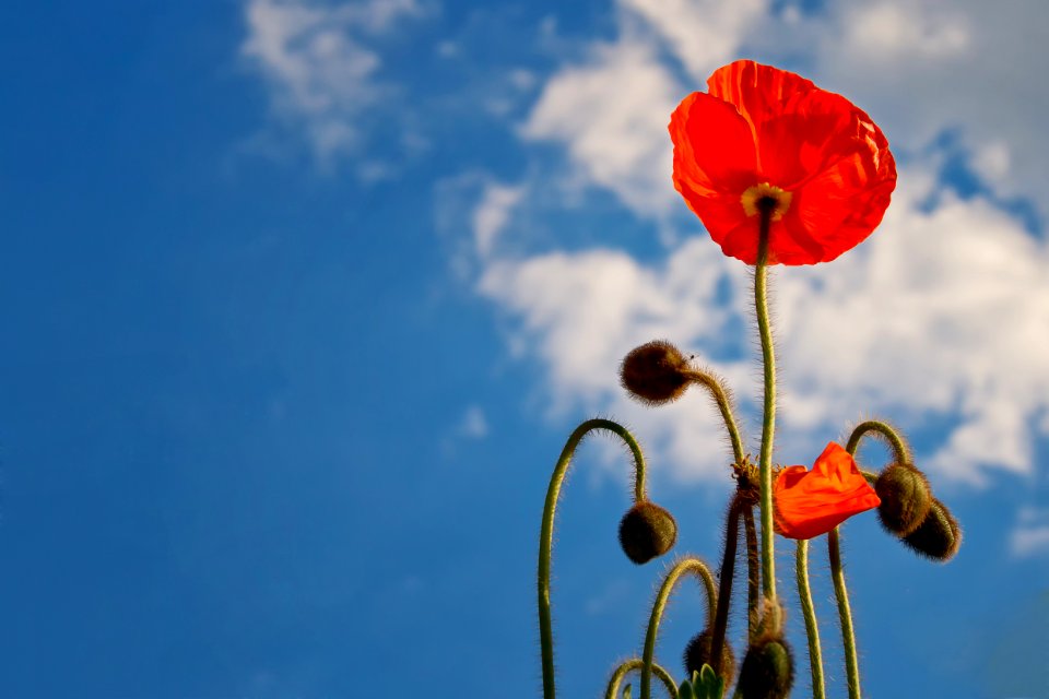 Red Flower During Daytime