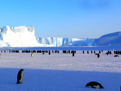 Penguins In Antarctica photo