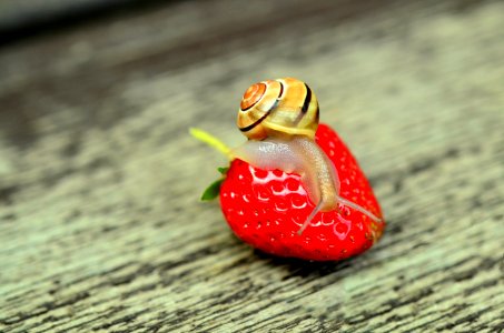Snail On Strawberry